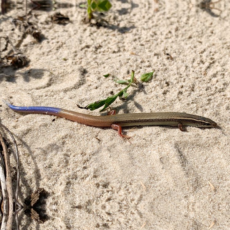 skink bluetail mole