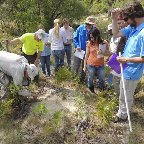 Gopher Tortoise Training | Wildlands Conservation